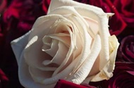 نانو,فناوری,انرژی نو