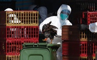 هنگ‌کنگ هزاران پرنده را به علت آنفلوانزا معدوم می‌کند
