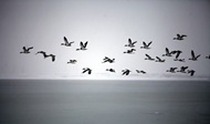 سرگردانی میلیون‌ها پرنده مهاجر، پیامد شرایط نامساعد در قطب شمال