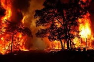 دو تا پنج سال حبس برای عاملان آتش‌سوزی در جنگل‌ها