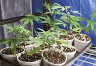 رواج کشت ماری‌جوانا در گلدان‌های خانگی