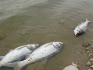 تلف شدن صدها ماهی در دریاچه سد سراب