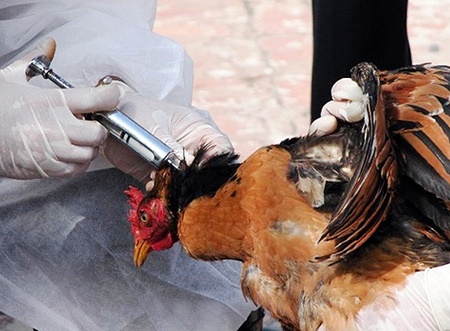آنفلوانزای پرندگان به لحاظ امنیتی به مرحله خطرناکی رسیده است