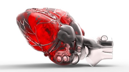 کشت لایه خارجی قلب انسان با کمک سلول‌های بنیادی