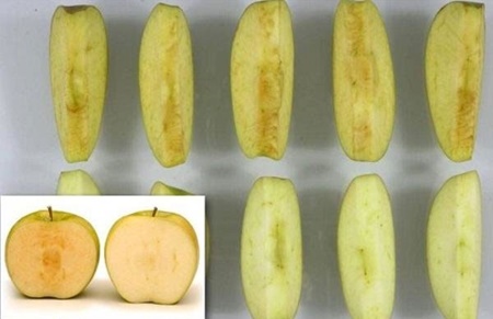 تولید سیبی که سیاه نمی‌شود 