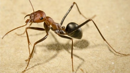 مسیریابی مورچه‌ها با کمک نور خورشید و حافظه