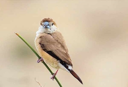 ثبت پرنده کمیاب ایرانی در کمیته ملی ثبت پرندگان