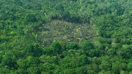 کاهش ۱۶ درصدی جنگل‌زدایی در برزیل