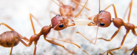 امید به درمان پسوریازیس با کمک سم مورچه‌های آتشین