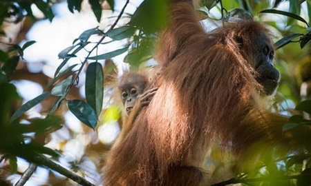 کشف گونه جدید اورانگوتان در اندونزی