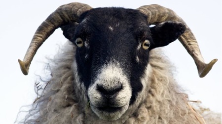 گوسفند‌ها چهره انسان را می‌شناسند