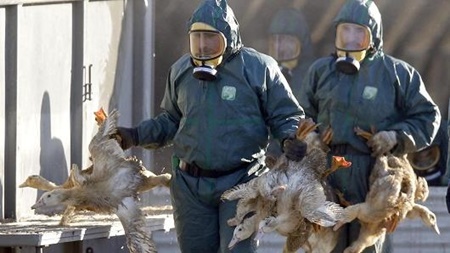 هشدار کارشناسان درباره خطر همه‌گیری جهانی آنفلوآنزای پرندگان