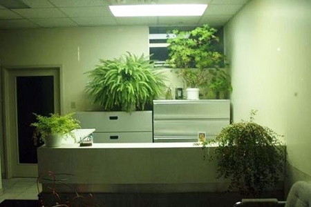 بهبود کیفیت تنفسی محل کار با گیاهان آپارتمانی