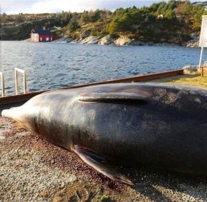 کشف زباله در معده نهنگ    