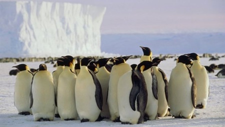 الهام از پنگوئن‌های گرسنه برای ایمنی خودروهای هوشمند 