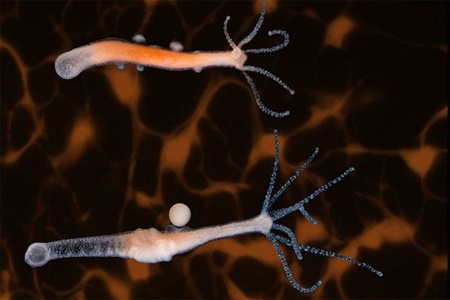 تصویربرداری از کل سیستم عصبی یک جاندار برای اولین‌بار در جهان