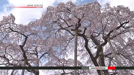 درخت ۱۰۰۰ ساله گیلاس در فوکوشیما شکوفه زد