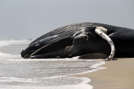 بررسی علت تلف شدن نهنگ‌های گوژپشت در سواحل آتلانتیک