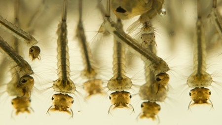 استفاده از پوسته خرچنگ برای نابودی پشه مالاریا