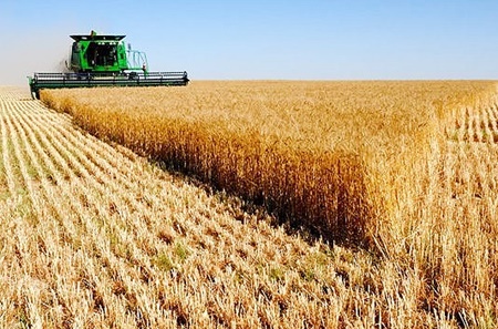 تولید بیش از  ۴ میلیون تن گندم ممتاز در کشور