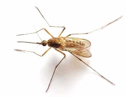کشف روشی جدید برای مقابله با نیش پشه مالاریا