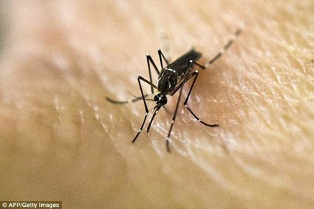 حمله گوگل به پشه‌های ناقل بیماری