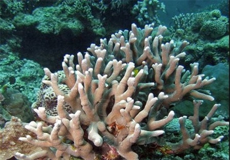 مقاومت صخره‌های مرجانی خلیج "عقبه" در برابر گرمای جهانی