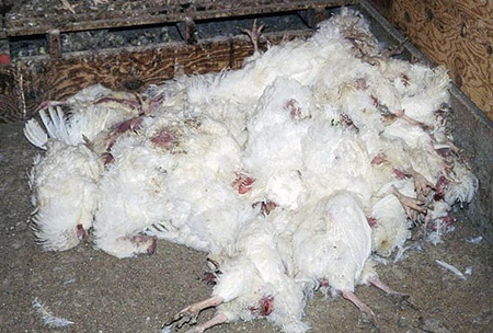 ۱۷ میلیون قطعه مرغ امسال براثر آنفلوانزای پرندگان تلف شدند