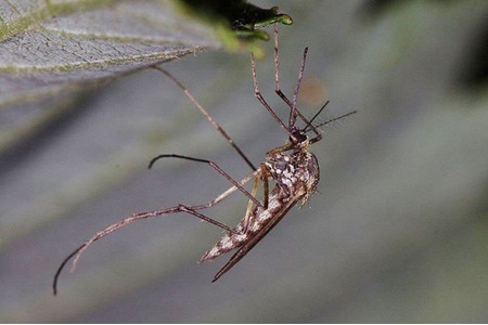 جلوگیری از نیش زدن پشه‌ها با تغییر ژن