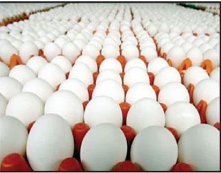 کاهش چشمگیر قیمت تخم‌مرغ در بازار