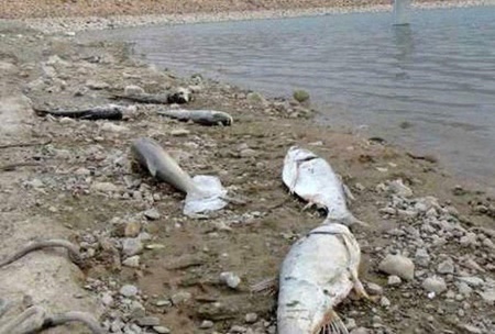 هزاران ماهی‌ زرینه‌رود مردند