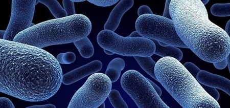  نقش باکتری‌های روده در خطر ابتلا به ام‌اس