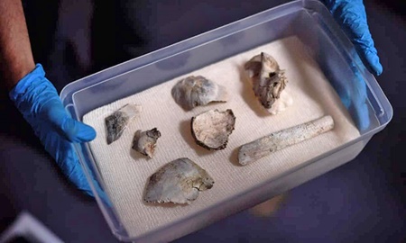 کشف قدیمی‌ترین فسیل انسانی در خرابه‌های موزه ملی برزیل
