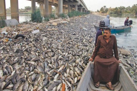 بحران مرگ دسته جمعی ماهی‌ها در دجله و فرات