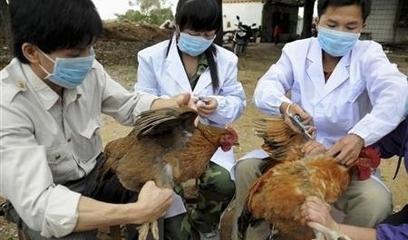 آشنایی با ویروس آنفلوانزای پرندگان H۵N۶