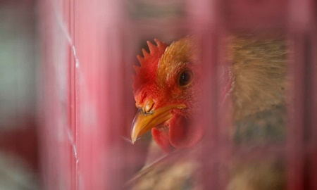 نخستین مورد ابتلای انسانی با ویروس آنفلوانزای مرغی