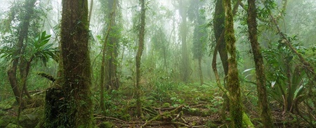 جنگل‌های آمازون در یک‌قدمی نابودی