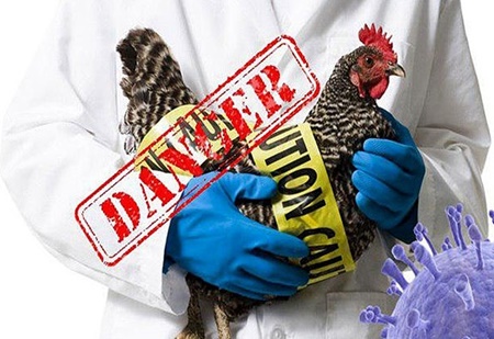 هشدار به گیلانی‌ها؛ مشاهده آنفلوآنزای فوق حاد پرندگان در کیاشهر