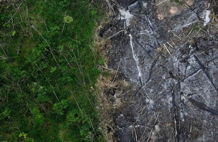 نگرانی از تصویب قانون جاده‌سازی در جنگل‌های بکر آمازون