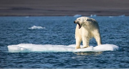 دردسر خرس‌های قطبی برای یافتن شکار کافی