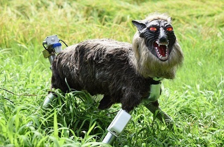 گرگ روباتیک از مزرعه ژاپنی‌ها محافظت می‌کند