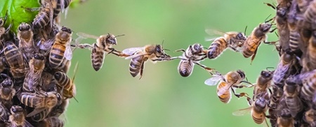 شباهت رفتاری گروه زنبورهای عسل به مغز انسان؛ هرزنبور یک نورون