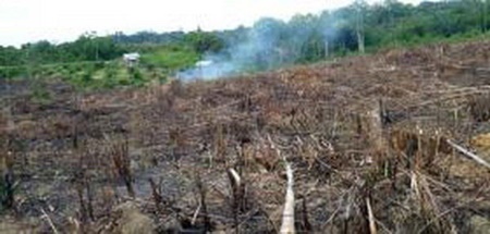 تشدید بحران جنگل‌زدایی در استرالیا