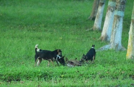 خطر سگ‌ها برای حیات‌وحش بومیِ هند