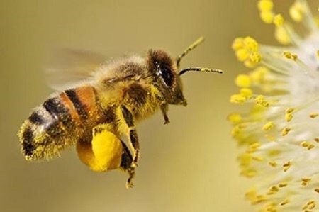 اتحادیه اروپا و حفظ زنبورها