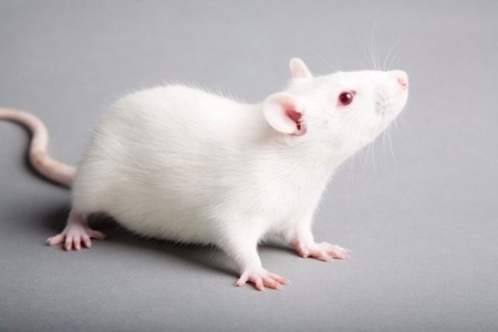 تاثیر آلودگی هوا بر تغییرات ژنی مغز موش