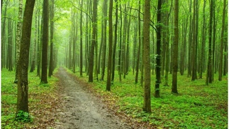 تاثیر "حال خوب" بر توسعه جنگل‌های جهان