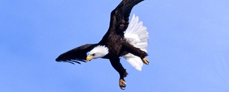 ثبت لحظه شکار‌دزدی یک عقاب در آمریکا