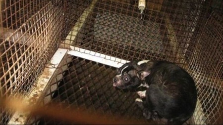 مجازات حبس برای مرد چک به خاطر حیوان‌آزاری