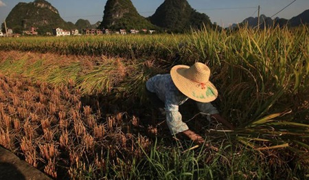 تغییرات آب و هوایی مواد مغذی برنج را از بین می‌برد